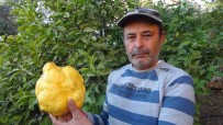 Türkiye'nin En Büyük Limonu 2 Kilo 40 Gram