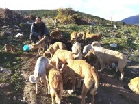 'Türkiye'nin En Iyi Kuaförü' Sokak Hayvanlarina Can Oluyor