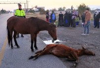 Yavrusunun Basindan Bir An Olsun Ayrilmadi