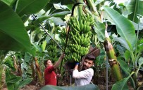 Yerli Muz Ucuzladi, Ithali 20 Lirayi Asti