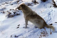 Yüksekova'nin Yüksek Kesimlerinde Kar 5 Santimetreyi Buldu
