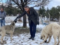 Belediye Ekipleri Sokak Hayvanlarini Besledi
