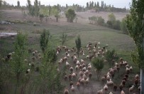 FAO, Küçükbas Hayvan Üreticiligini Artirmayi Hedefliyor