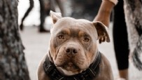 PİTBULL - Pitbull Beslemek Yasak Mı? Pitbull Besleme Cezası Ne Kadar?