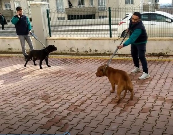 Gaziantep'te pitbull saldırısına uğrayan Asiye ağır yaralandı! Görüntüler ortaya çıktı