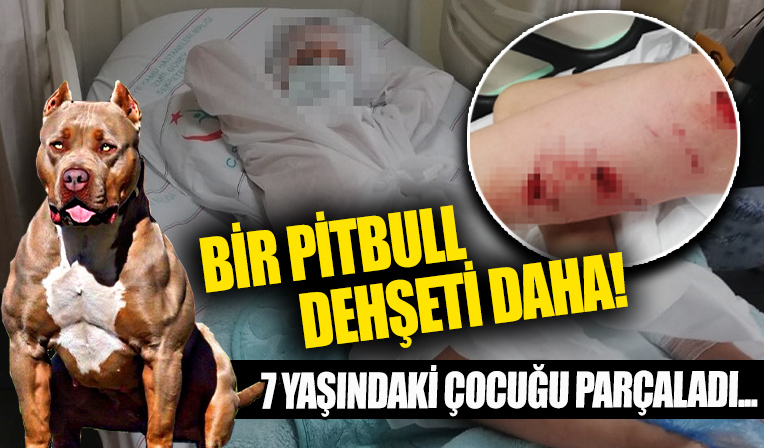 Bir pitbull dehşeti daha! İzmir'de 7 yaşındaki küçük çocuğu parçaladı!