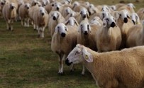 Eskişehir’de çoban fuhuş karşılığında 3 koyun verdi! Hayvanların sahibi şikayetçi olunca olay çözüldü