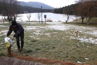 Gölcük Tabiat Parki'ndanki Hayvanlar Unutulmadi