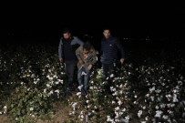 Kaçak Göçmen Tasiyan Minibüs Polisten Kaçarken Pamuk Tarlasina Devrildi
