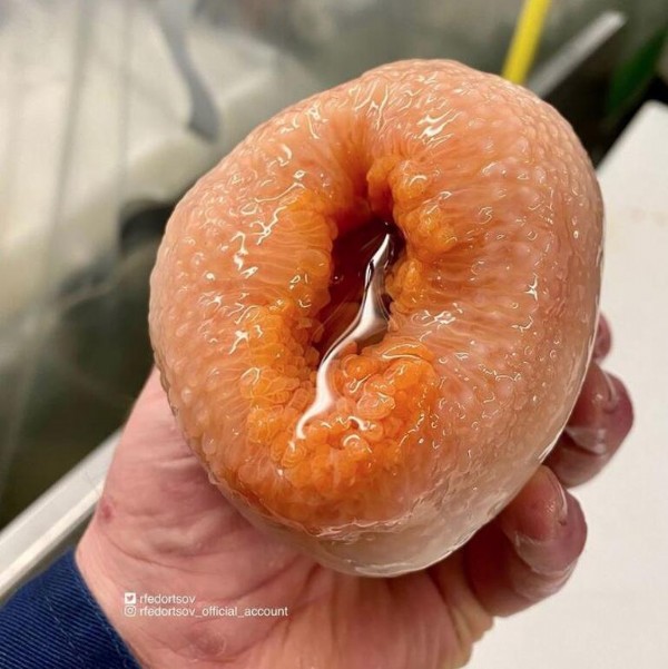 Hamburger sandılar balık çıktı! Sosyal medya bu görüntüyle çalkalanıyor...