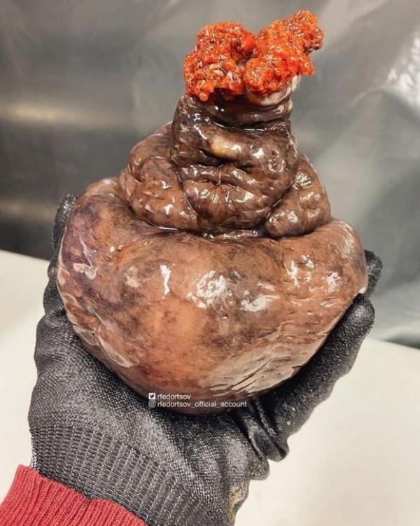 Hamburger sandılar balık çıktı! Sosyal medya bu görüntüyle çalkalanıyor...