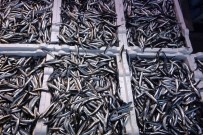 Hamsi Ihracatinda Artis