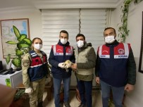 Bitlis'te Peçeli Baykus DKMP'ye Teslim Edildi Haberi