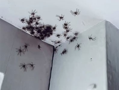 Dehşete düşüren görüntü! Yatak odasına girince...!!!