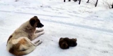 Ölen yavrusunun başından ayrılmadı!