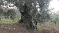 Bin 500 Yıllık Zeytin Ağacı Şifa Dağıtıyor Haberi