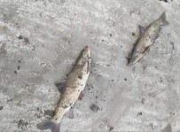 Irmakta Yaşanan Toplu Balık Ölümleri Tedirgin Etti
