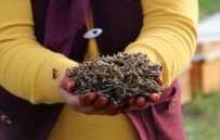 Adana'da Milyonlarca Arı Telef Oldu