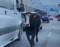 Bursa Trafiğinde Dana Şoku...
