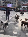 Devrek'te Gazete Dağıtıcısına Başıboş Köpekler Saldırdı Haberi