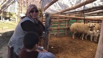 Konya'da Şehit Annesinin Koyunları Çalındı Haberi