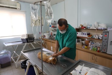 Marmaris'in Kedileri Bakım Altında