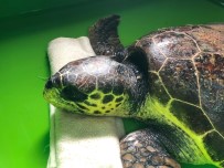 Öldüğü Sanılan Deniz Kaplumbağasının, Yaşadığı Ortaya Çıktı Haberi