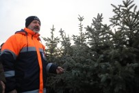 Kocasinan'da Hedef 100 Bin Ağaç Dikmek