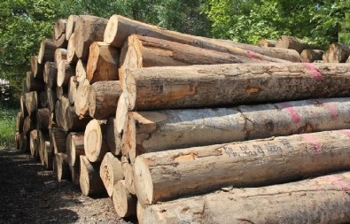 Yenice'de Orman Emvali Satışında Rekor Kırıldı