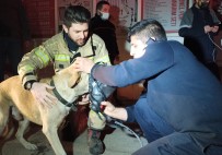 Dumandan Zehirlenen Köpek, Kalp Masajıyla Hayata Döndürüldü