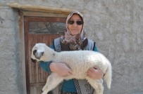 JASAT Ekipleri Koyunları Çalınan Şehit Annesini Mutlu Etti Haberi