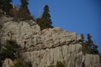 Toroslar'ın Dağ Keçileri Sarp Kayalıklarda Görüntülendi Haberi