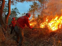 Doğu Karadeniz Bölgesi Son Dönemde Örtü Ve Orman Yangınları İle Gündeme Geliyor