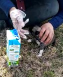 Eldiveni Biberon Yaptı, Açlıktan Ölmek Üzere Olan Yavru Köpeği Kurtardı Haberi