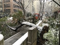 Kadıköy'de Kar Yağışına Dayanamayan Ağaç, Araçların Üzerine Devrildi Haberi