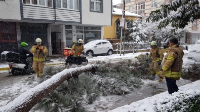 Sancaktepe'de Devrilen Ağaç Yolu Kapadı