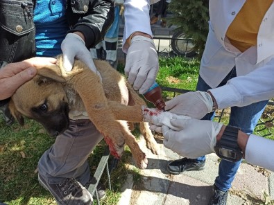 Vatandaşlar Otomobilin Ezdiği Yavru Köpek İçin Seferber Oldu