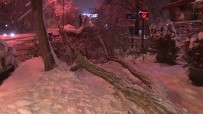 Anadolu Yakası'nda Yoğun Kar Yağışından Dolayı Ağaçlar Devrildi Haberi