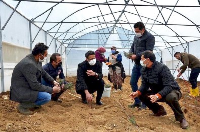 Demirci Sera Desteğiyle Lavanta Kokacak