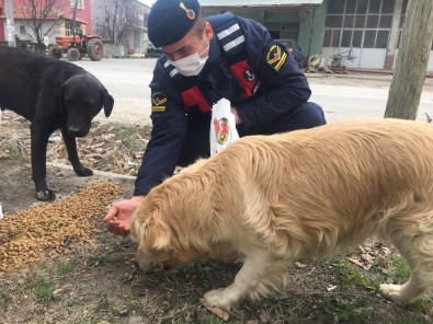 Bucak'ta Jandarma Ekipleri, Sokak Hayvanlarını Unutmadı