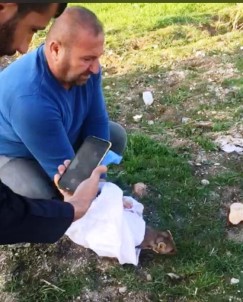 Diyarbakır'da Nesli Tükenme Tehlikesi Altında Olan Kaya Sansarı Görüldü