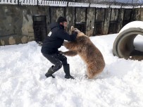 Karın Keyfini Çıkaran Ayı, Bakıcısıyla Güreş Tuttu Haberi