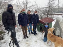 Sokak Hayvanlarına Kulübe Desteği