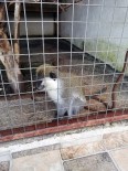 Tarihi Eser Operasyona Giden Polis 'Rhesus' Cinsi Maymun Buldu