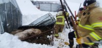 Yoğun Kar Yağışı Damı Çökertti, 10 Koyun Telef Oldu