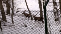 Belgrad Ormanı'ndaki Geyikler Böyle Görüntülendi