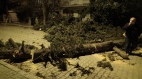 İzmir'de Fırtına Sebebiyle Ağaç Sokağa Düştü