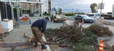 İzmir'de Fırtınadan 330 Ağaç Zarar Gördü