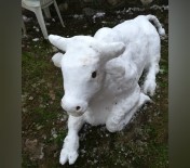 Kardan Boğa Yaptı, Görenler Gözlerine İnanamadı