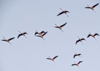 Marmaris'ten Flamingolar Geçti Haberi